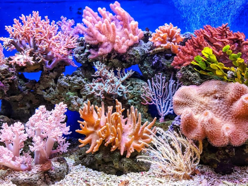 Unveiling a Thriving Coral Reef: A New Hope for Marine Conservation